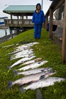 Salmon caought at the Valdez Fishermen Harbor